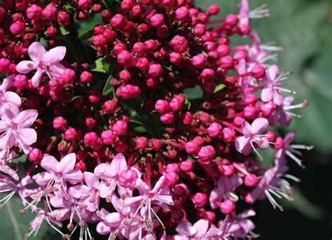 Clerodendron bungei | youngbloodnursery