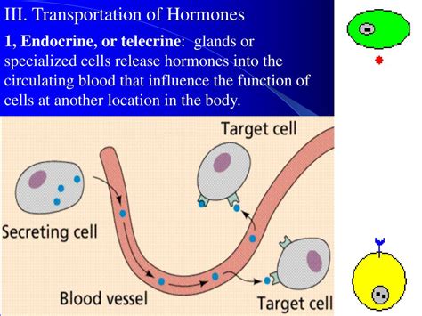 PPT Chapter 11 ENDOCRINE SYSTEM PowerPoint Presentation Free