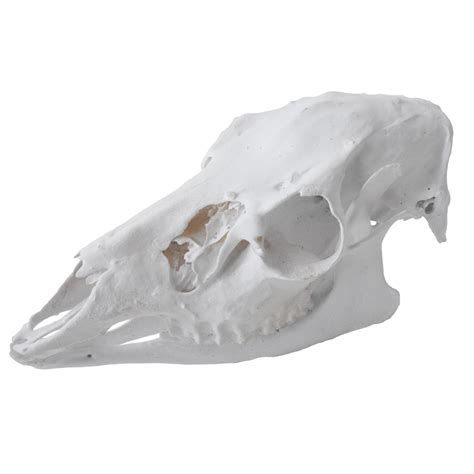 Javelina Skull Taxidermy Mounts For Sale And Taxidermy Trophies For Sale