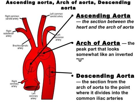 268099 Human Heart