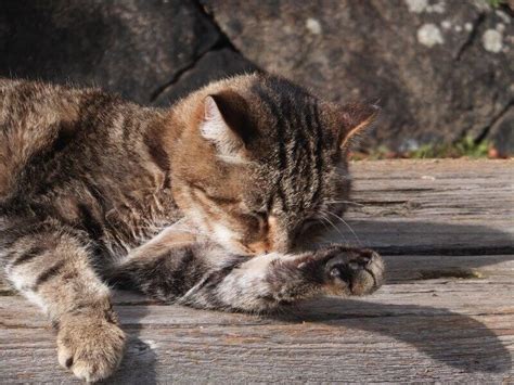 今日は2月22日 にゃんにゃんにゃんで、言わずと知れた猫の日。 そういえば、数多ある記念日の中で、この猫の日とポッキーの日位しか メジャーな