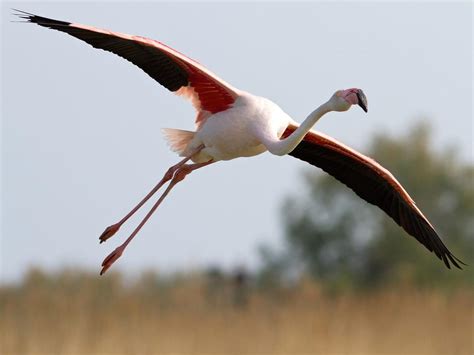 Can Flamingos Fly All You Need To Know Birdfact