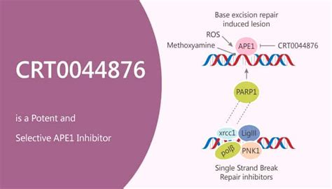 Crt Is A Potent And Selective Ape Inhibitor Network Of Cancer