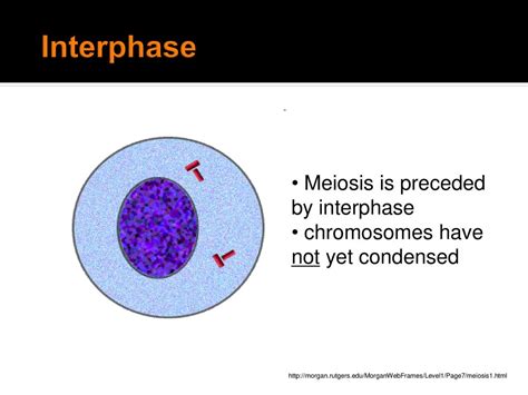 Meiosis. - ppt download