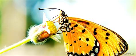 O Que Significa Borboleta Preta E Amarela Descubra O Significado