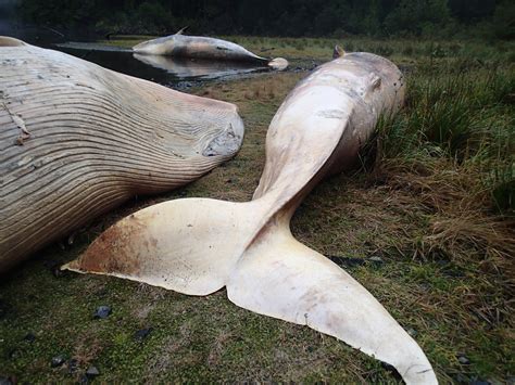 ‘Apocalyptic image’: More than 330 whales found dead in largest known whale stranding event