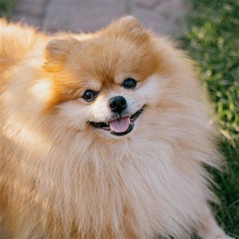 Lulu De Pomerania Bich N Malt S Lovers