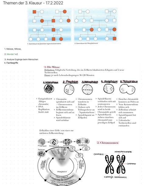 Solution Meiose Mitose Biologie Studypool