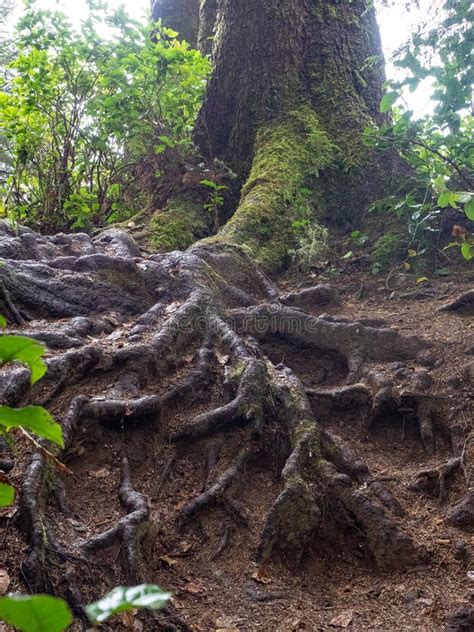 Tree Roots Exposed Stock Image Image Of Island Roots 163597617