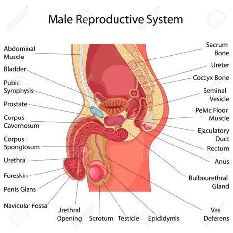 Male Reproductive System Diagram With Labels