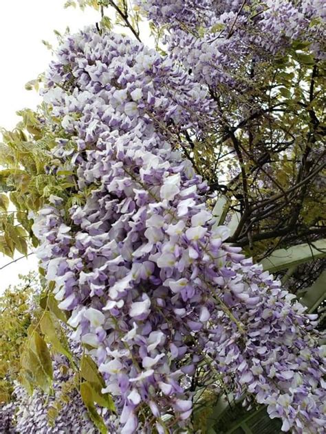 Wisteria Seeds - Etsy