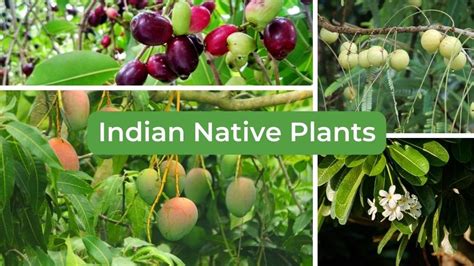 25 Native Indian Plants Useful in Daily Life