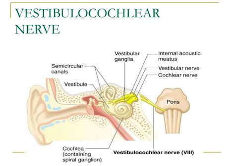 cranial nerve #8: vestibulocochlear nerve. it is a sensory nerve. It ...