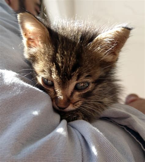 Friends resued a 3 week old kitten from the streets : r/aww