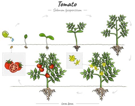 Desarrollo Del Rbol O Planta De Tomate En Crecimiento Solanum