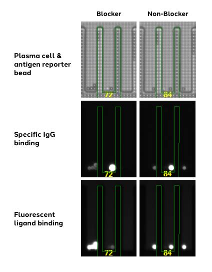 Antibody Discovery Application Bruker Cellular Analysis