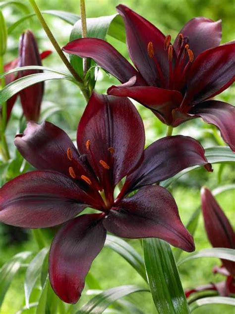 Lily Mapira Asiatic Bluestone Perennials