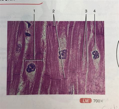 Photomicrograph Of Cardiac Muscle Fibers Diagram Quizlet