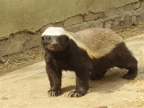 Honey Badger Wallpaper - WallpaperSafari