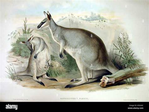 Macropus parryi Gould Stock Photo - Alamy