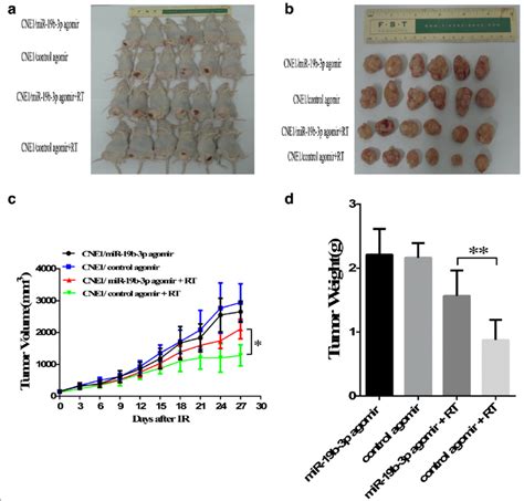 Overexpression Of Mir 19b 3p Influenced The Radiosensitivity Of Cne1