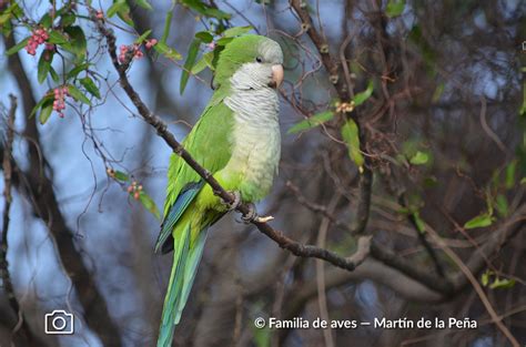 Cotorra Aves Argentinas