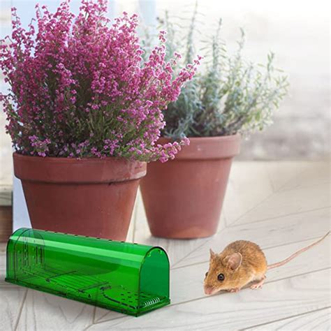 Humane Mouse Traps Indoor for Home - No Kill Mouse Traps - Catch and ...