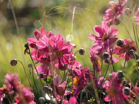 Japan Herbst Anemone Prinz Heinrich Beste Sorten And Stauden Wissen