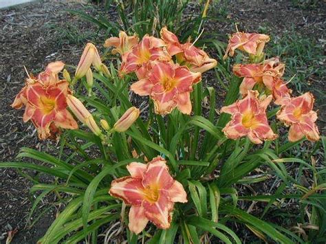 Lake Of Fire Daylily K K Gardens