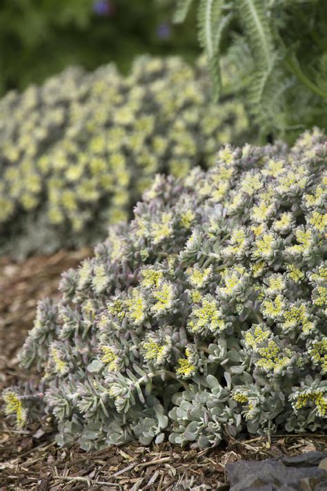 Cape Blanco Stonecrop Sedum Spathulifolium Cape Blanco Monrovia Plant