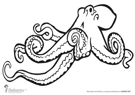 Dibujo De Pulpo De Dibujos Animados Para Colorear Dibujos Para Porn