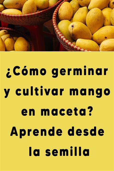 C Mo Germinar Y Cultivar Mango En Maceta Aprende Desde La Semilla