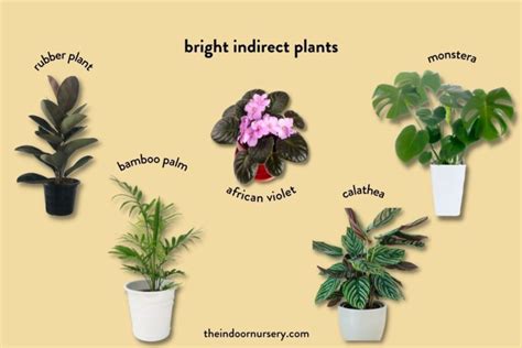 Indoor Plant Lighting Guide Where To Put Your Plants