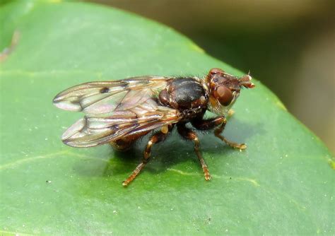 Myopa Tessellatipennis Male Ryton Wood Warwickshire Flickr