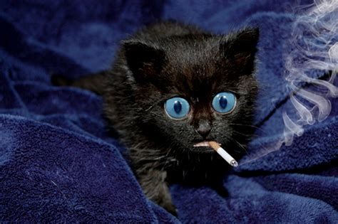 Smoking Cat By Oatsie77 On Deviantart