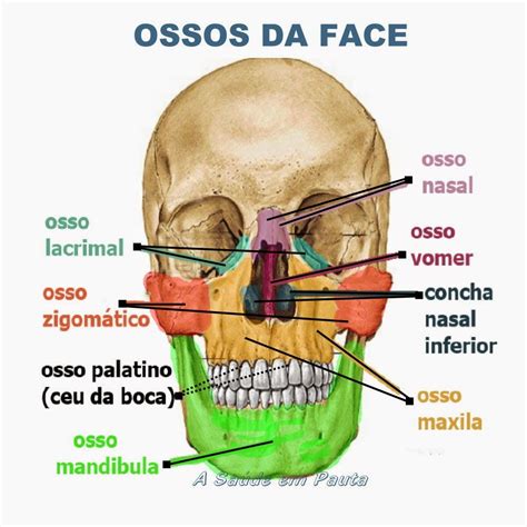 Ossos Da Cabe A E Pesco O