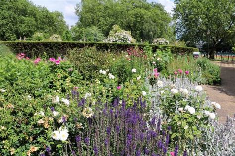 Rose Garden England Stock Photos, Pictures & Royalty-Free Images - iStock