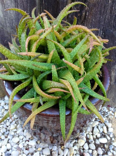 Aloe Sinkatana Kaktus