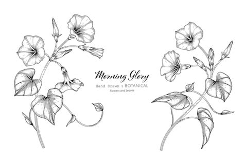 Premium Vector Morning Glory Flower And Leaf Hand Drawn Botanical