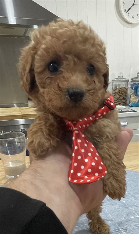 Stunning Cavoodle Penrith Petsforhomes