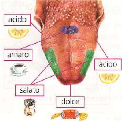 Sei Di Destra O Di Sinistra Lo Capisco Dalla Lingua Luciano