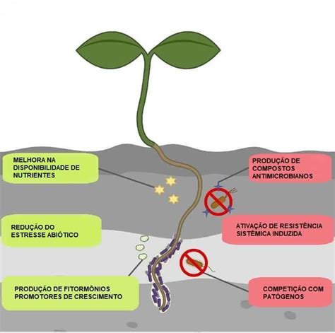 Microbiota Do Solo Como Bacillus Auxilia No Crescimento De Plantas