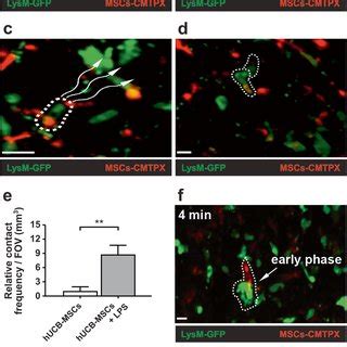 Two Photon Intravital Microscopy Of Neutrophils And Hucb Msc