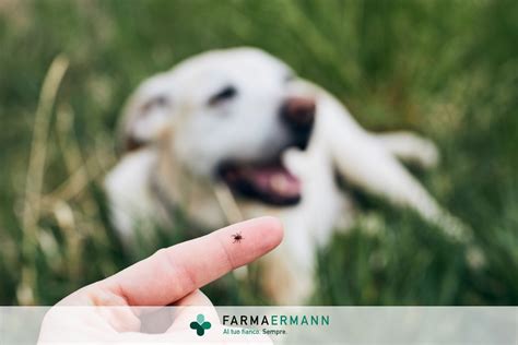 Come Prevenire Le Zecche Sul Cane Farmaermann