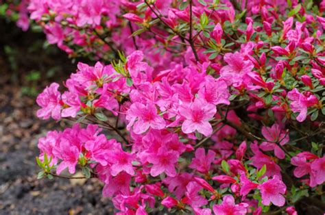 Azalea Plant Care Guide How To Grow Azalea Plant