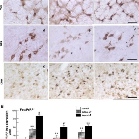 Induction Of C Fos Expression In Each Nucleus Where Prrp Ir Nerves