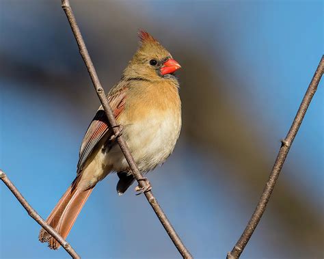 Northern Cardinal Female Photograph By Morris Finkelstein