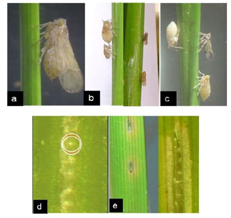 Rice Planthoppers Bph Wbph A Adult Bph Nilaparvatalugens Stal