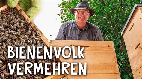 Bienenvolk Richtig Teilen So Funktioniert Das Prinzip Teilen Und