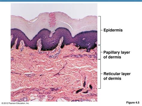 Ppt Skin And Body Membranes Powerpoint Presentation Free Download